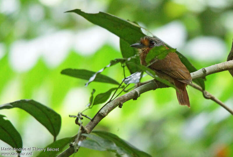 Rufous-necked Puffbirdadult