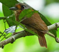 Rufous-necked Puffbird