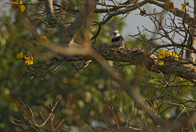 White-necked Puffbird