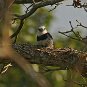 White-necked Puffbird