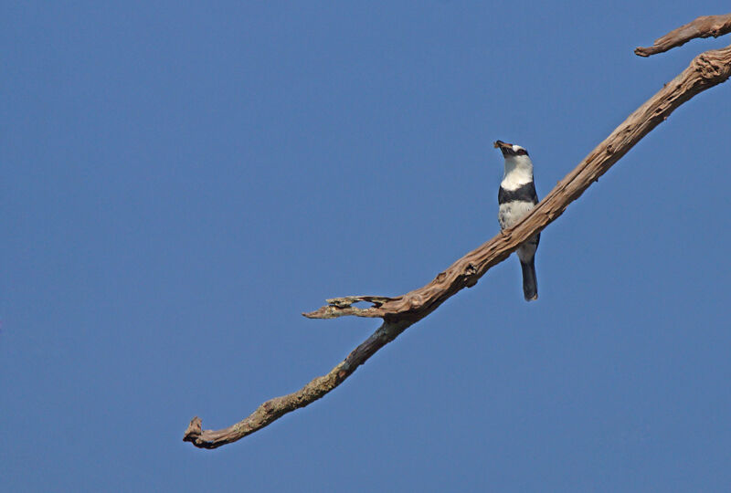 White-necked Puffbird