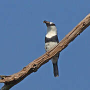 White-necked Puffbird