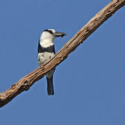 White-necked Puffbird