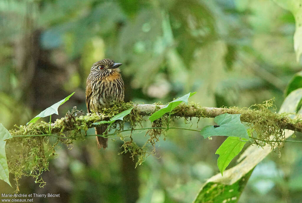 Black-streaked Puffbird