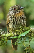 Black-streaked Puffbird