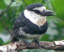 Guianan Puffbird