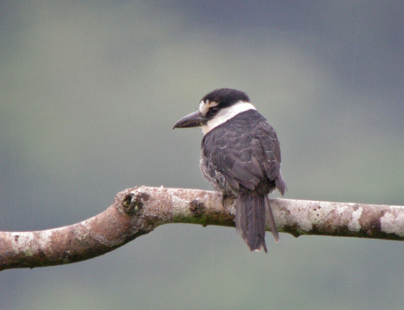 Guianan Puffbird