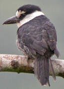 Guianan Puffbird