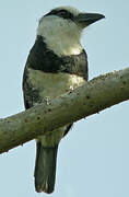 Guianan Puffbird