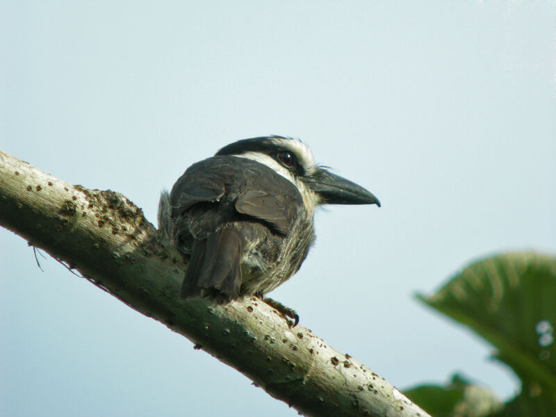 Guianan Puffbird