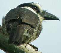 Guianan Puffbird