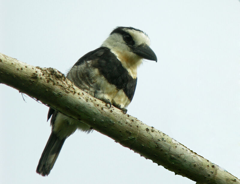 Guianan Puffbird