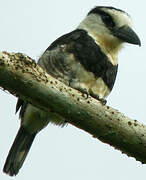 Guianan Puffbird