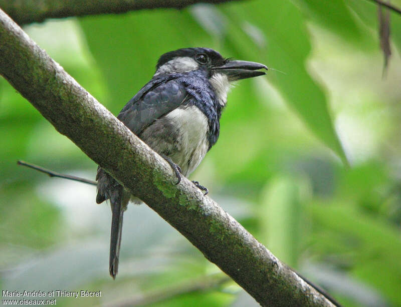 Tamatia à plastronadulte, identification