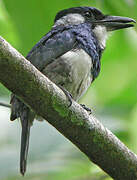 Black-breasted Puffbird