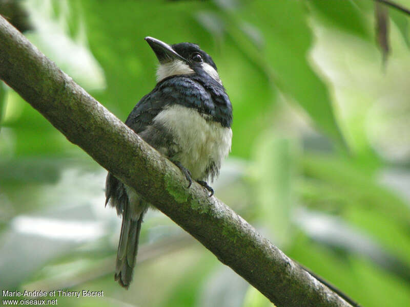 Black-breasted Puffbirdadult, Behaviour