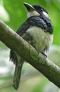 Black-breasted Puffbird