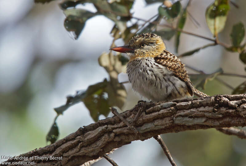 Chaco Puffbirdadult, identification