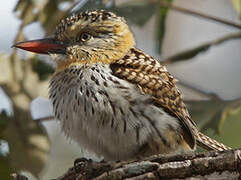 Chaco Puffbird