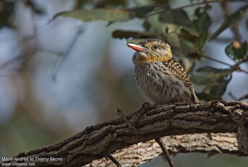 Chaco Puffbird