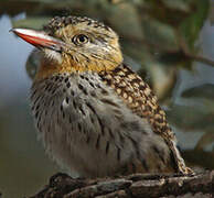 Chaco Puffbird