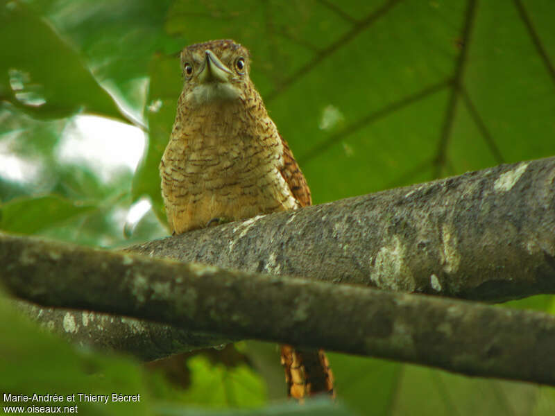 Barred Puffbirdadult