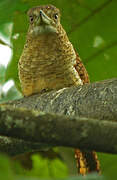 Barred Puffbird