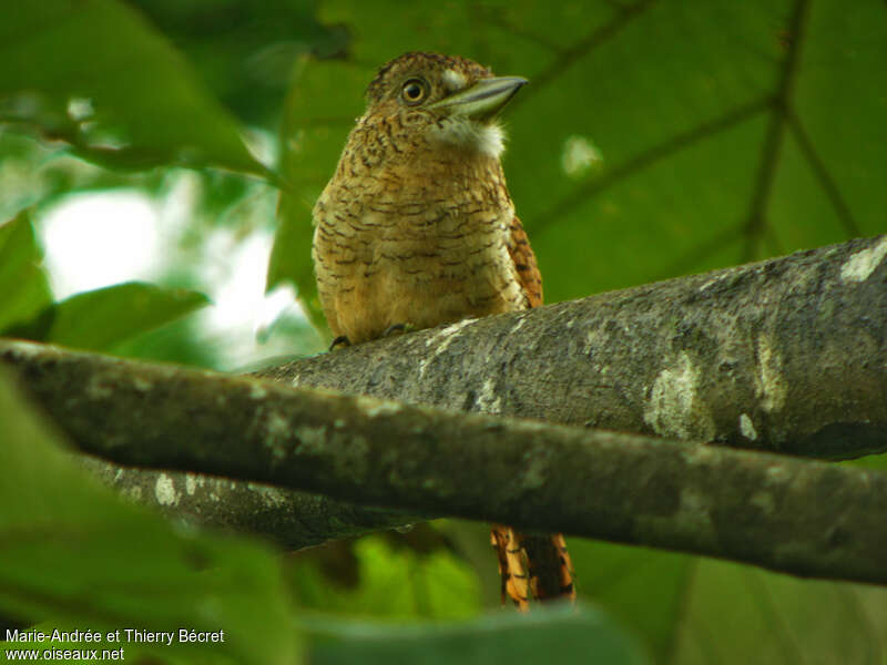 Barred Puffbirdadult, identification, Behaviour