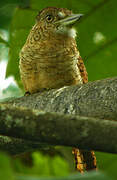 Barred Puffbird