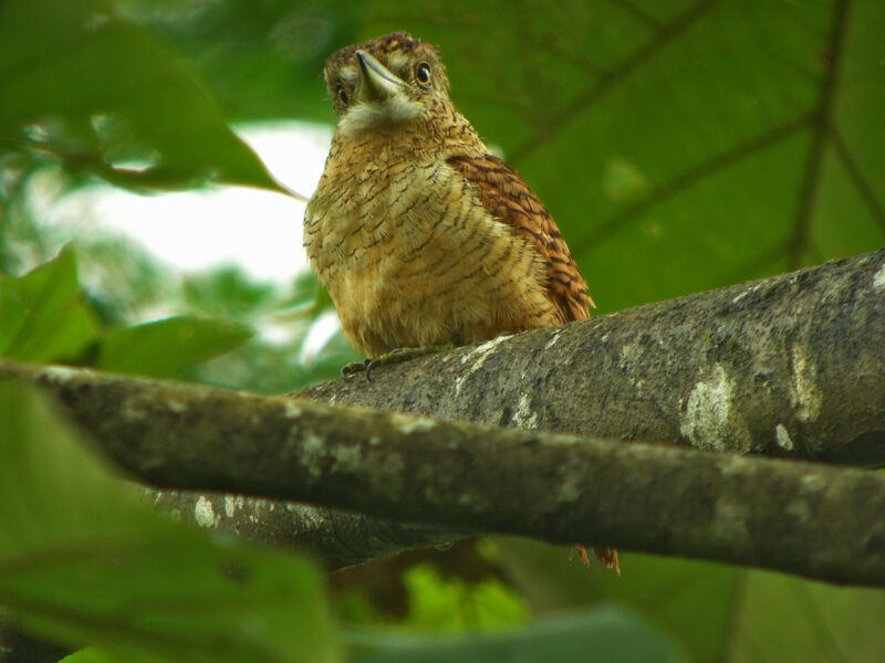 Barred Puffbird