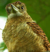 Barred Puffbird