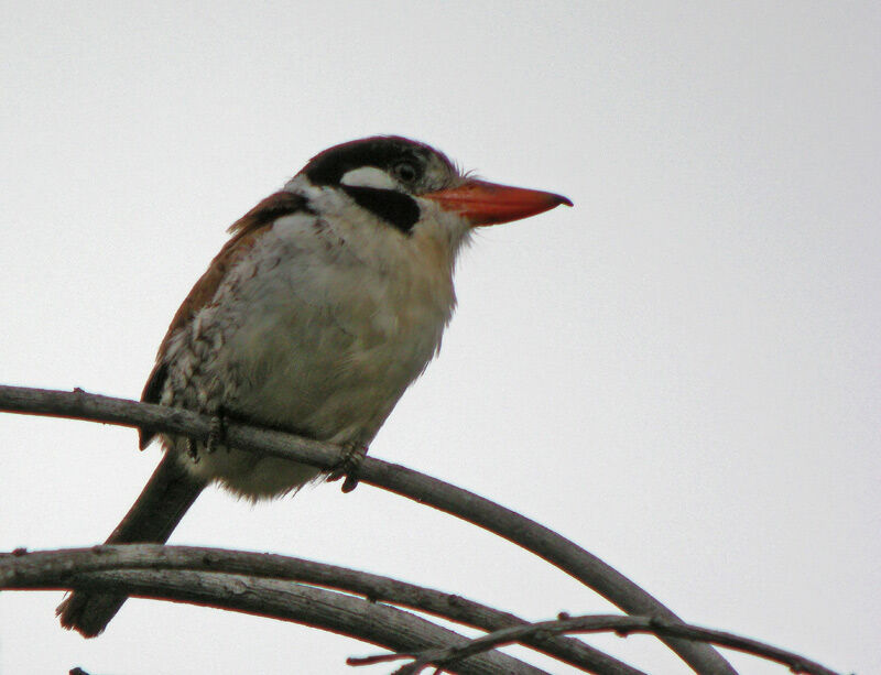 White-eared Puffbird