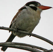 White-eared Puffbird