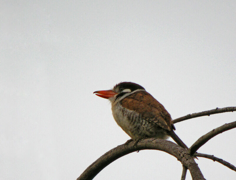 White-eared Puffbird