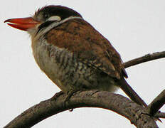 White-eared Puffbird