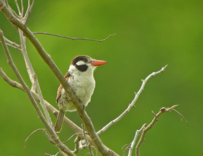 White-eared Puffbird