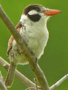 White-eared Puffbird