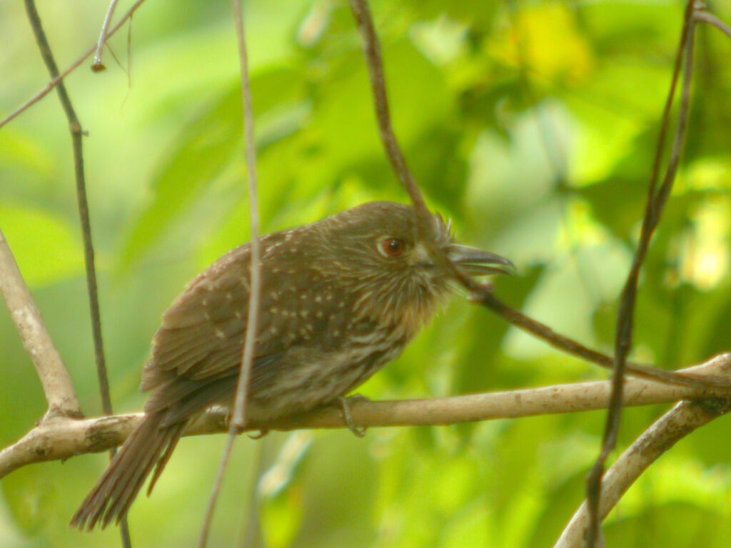 White-whiskered Puffbird