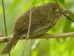 White-whiskered Puffbird