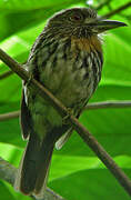 White-whiskered Puffbird