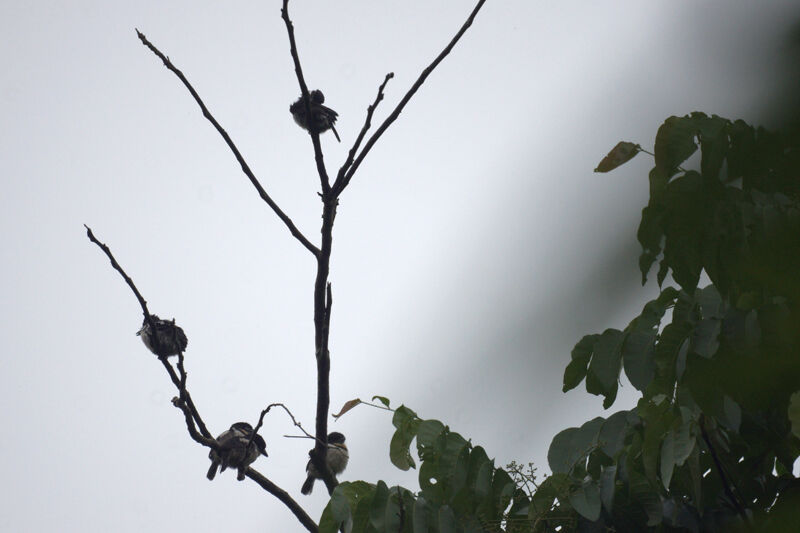 Pied Puffbird