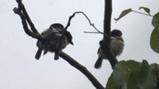 Pied Puffbird