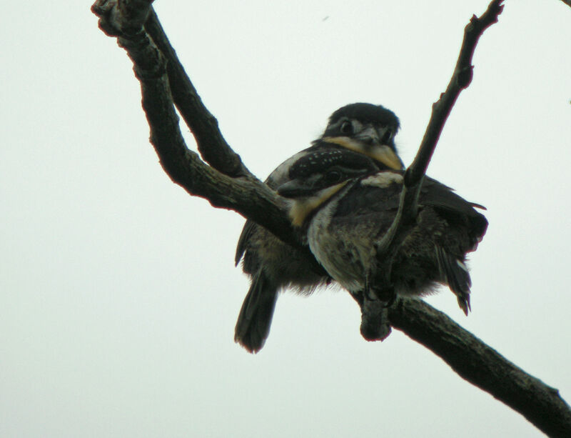 Pied Puffbird