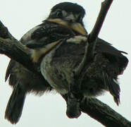 Pied Puffbird