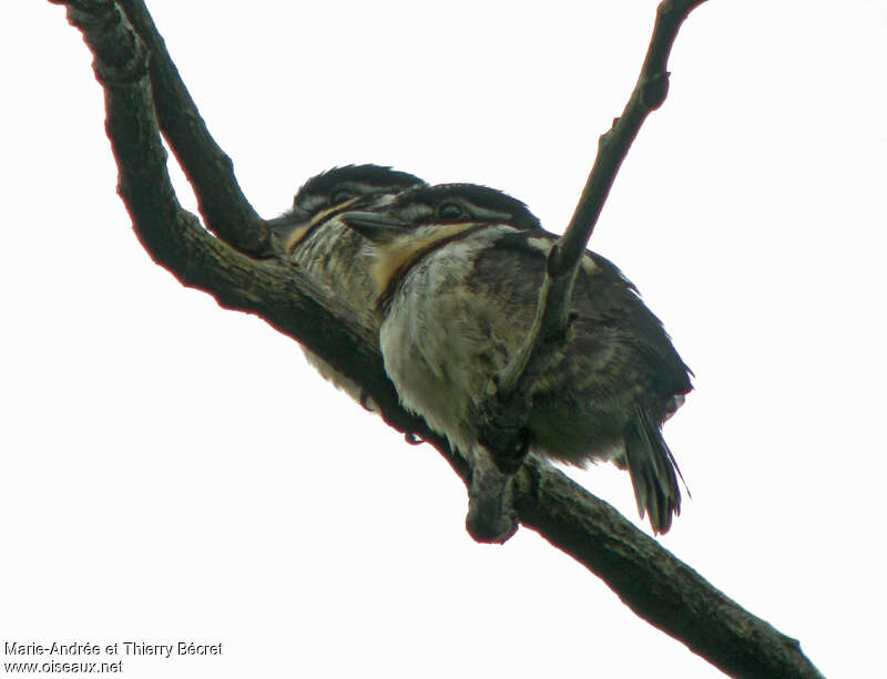 Pied Puffbirdjuvenile, identification