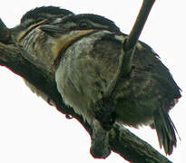 Pied Puffbird