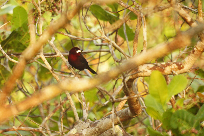 Silver-beaked Tanager