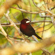 Silver-beaked Tanager