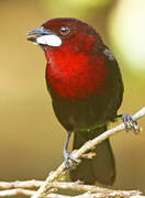 Silver-beaked Tanager