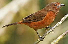 Silver-beaked Tanager